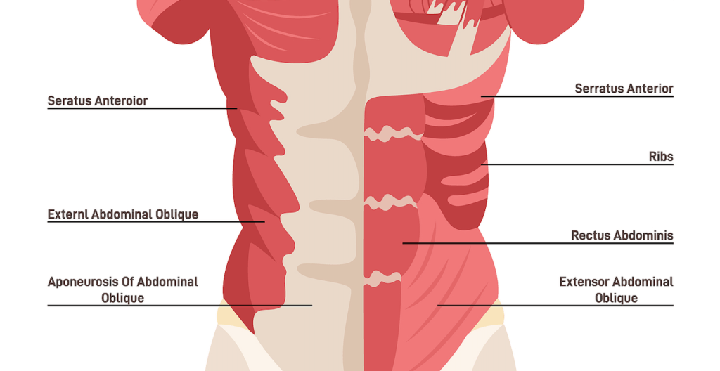 core muscles